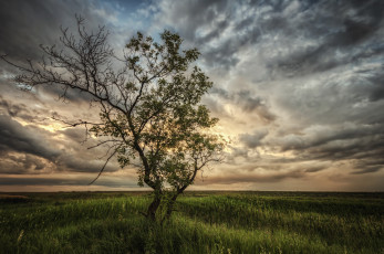 Картинка природа деревья поле тучи дерево