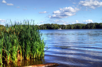 Картинка природа реки озера камыш река лес