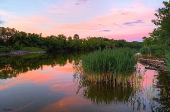 Картинка природа реки озера лес камыш река