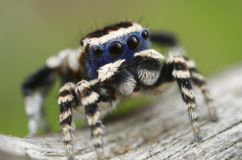 Картинка животные пауки лапки паук джампер