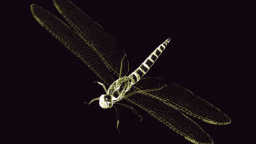 Картинка 3д+графика животные+ animals стрекоза