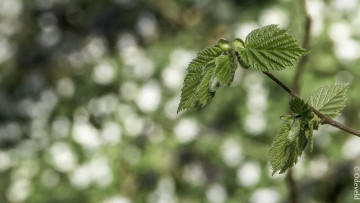 Картинка природа листья фон ветка боке