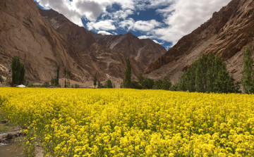 Картинка природа луга горы долина трава цветы