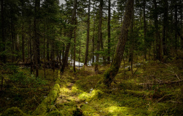 Картинка природа лес река