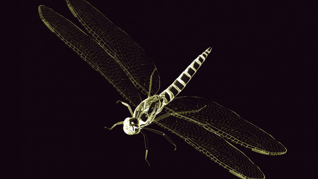Обои картинки фото 3д графика, животные , animals, стрекоза