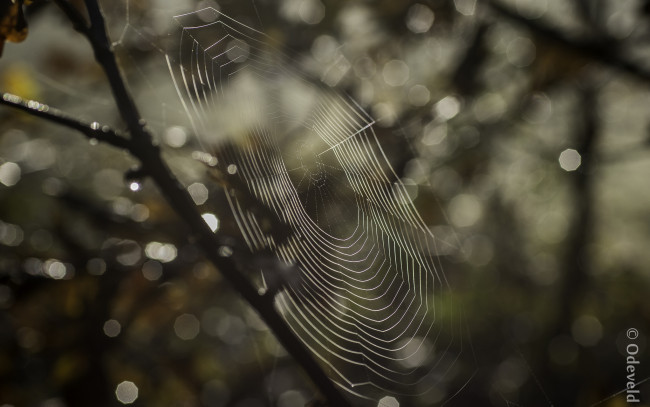 Обои картинки фото природа, макро, фон, паутина