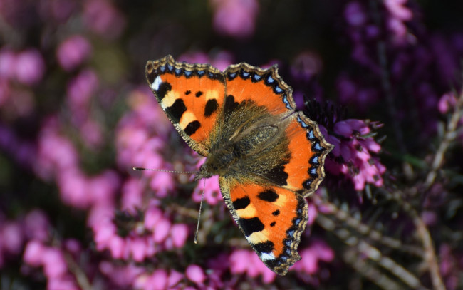 Обои картинки фото животные, бабочки,  мотыльки,  моли, бабочка, вереск, крылья, насекомое