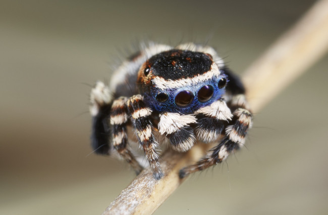 Обои картинки фото животные, пауки, джампер, лапки, паук