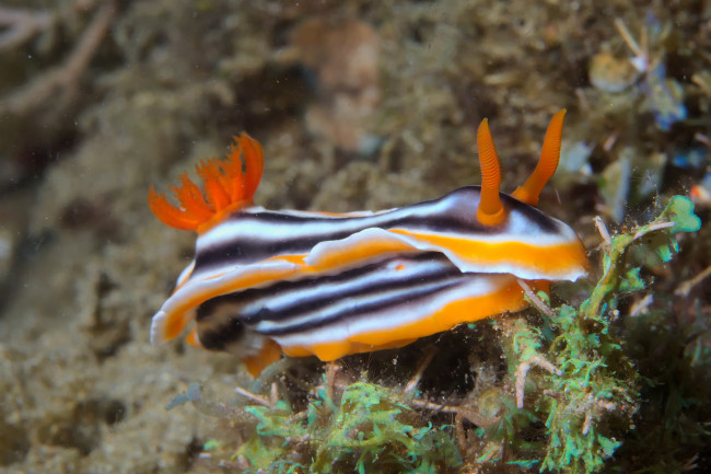 Обои картинки фото животные, морская фауна, морской, слизень