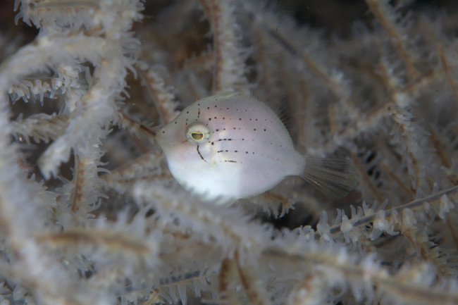 Обои картинки фото животные, рыбы, кораллы, рыбка