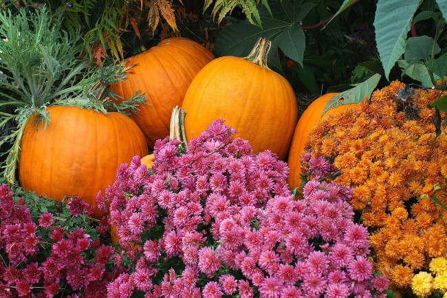 Обои картинки фото еда, тыква, тыквы, цветы