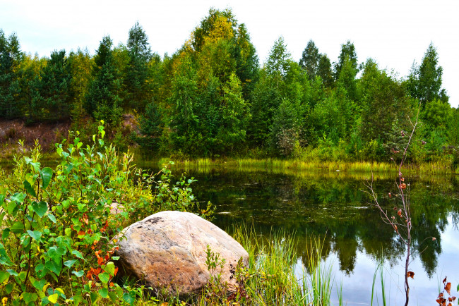 Обои картинки фото карелия, природа, реки, озера, озеро, заросли, лес