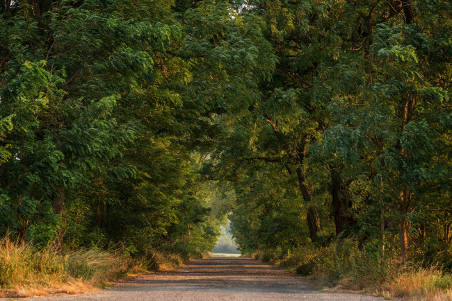 Обои картинки фото природа, дороги, лес, тракт