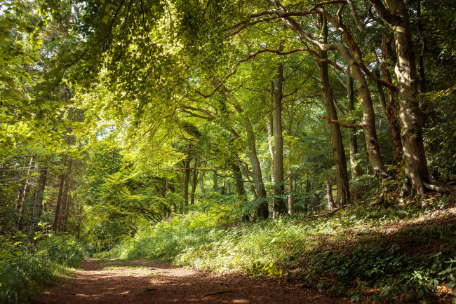 Обои картинки фото природа, дороги, тропинка, лес