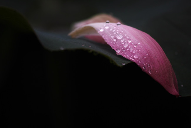 Обои картинки фото природа, макро, кали, роса, листик