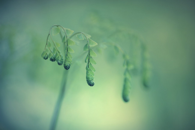 Обои картинки фото природа, макро, листья, папаротник