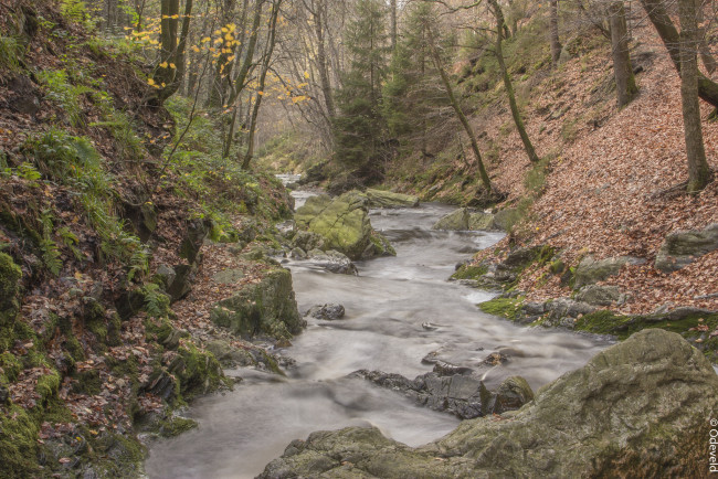 Обои картинки фото природа, реки, озера, ручей, лес