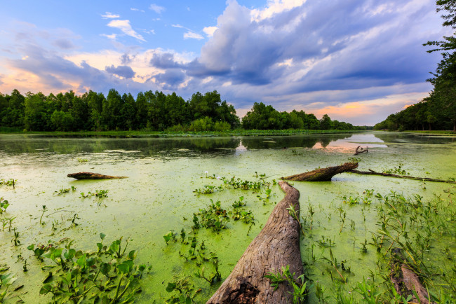 Обои картинки фото природа, реки, озера, ряска, река, лес