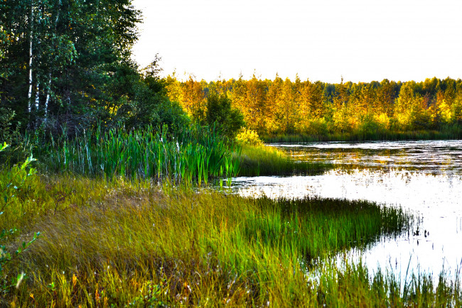 Обои картинки фото природа, реки, озера, заросли, лес, озеро