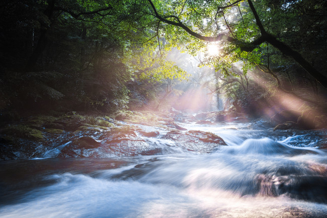 Обои картинки фото природа, восходы, закаты, лучи, лес, река