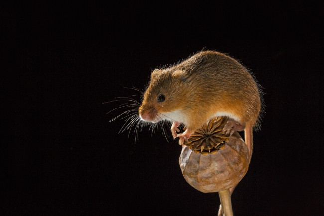 Обои картинки фото животные, крысы,  мыши, мышка