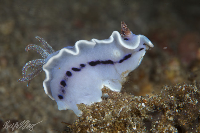 Обои картинки фото животные, морская фауна, морской, слизень