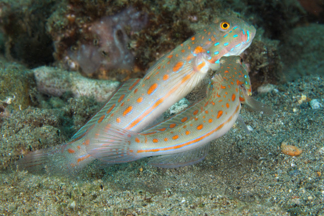 Обои картинки фото животные, рыбы, пара