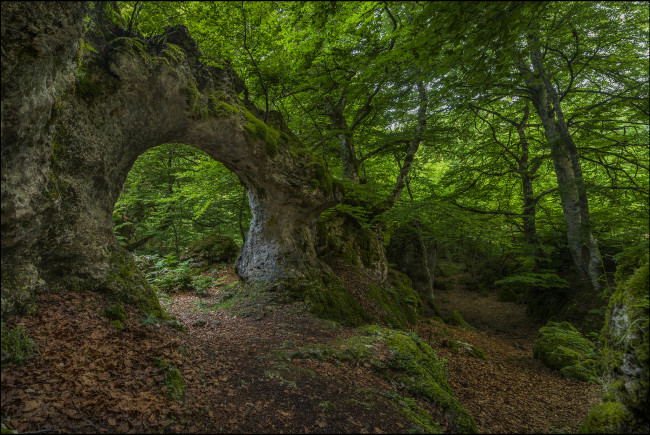 Обои картинки фото природа, дороги, тропинка, лес