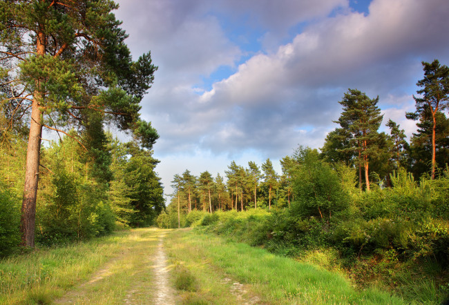 Обои картинки фото природа, дороги, тракт, лес