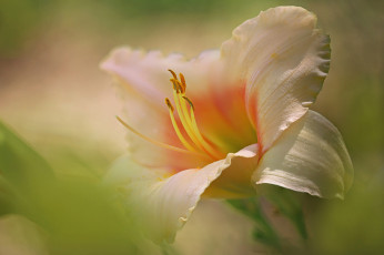 Картинка цветы лилии +лилейники макро лепестки лилейник тычинки