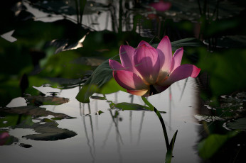 Картинка цветы лотосы фон лепестки