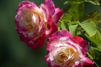 Картинка цветы розы дуэт бутоны