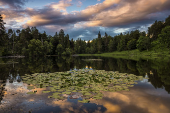 Картинка природа реки озера река лес