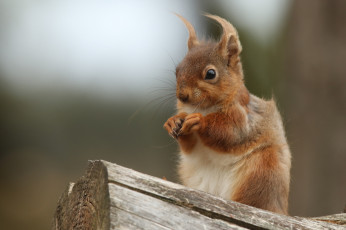 Картинка животные белки белка бревно рыжая