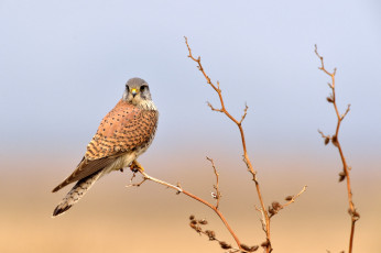 Картинка животные птицы+-+хищники птица хищник сокол