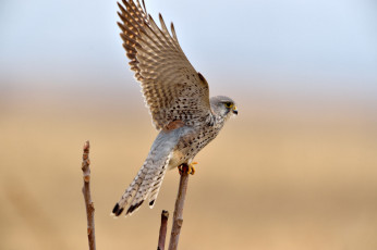 Картинка животные птицы+-+хищники птица хищник сокол