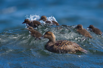 Картинка животные утки птенцы утка обыкновенная гага вода сёрфинг утята волна