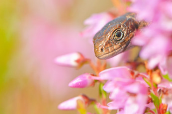 Картинка животные Ящерицы +игуаны +вараны макро ящерица цветы голова