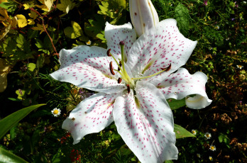 Картинка цветы лилии +лилейники крапинки