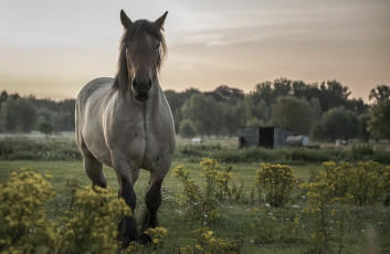 Картинка животные лошади фон лошадь