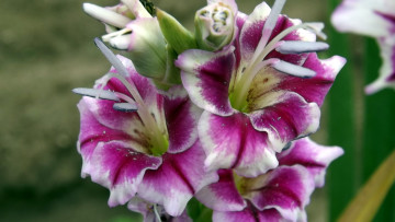 Картинка цветы гладиолусы макро