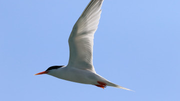 Картинка животные Чайки +бакланы +крачки птица полет чайка