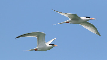 Картинка животные Чайки +бакланы +крачки птица чайка полет