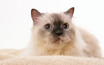 Картинка животные коты кошка кот котенок cat