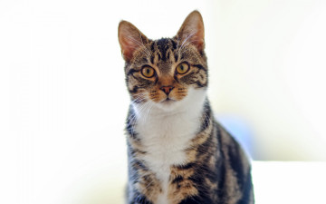 Картинка животные коты кошка кот смотрит разноцветный