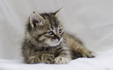 Картинка животные коты кошка котёнок малыш