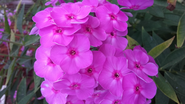 Обои картинки фото цветы, флоксы, розовый