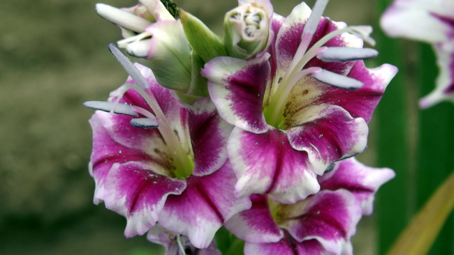 Обои картинки фото цветы, гладиолусы, макро