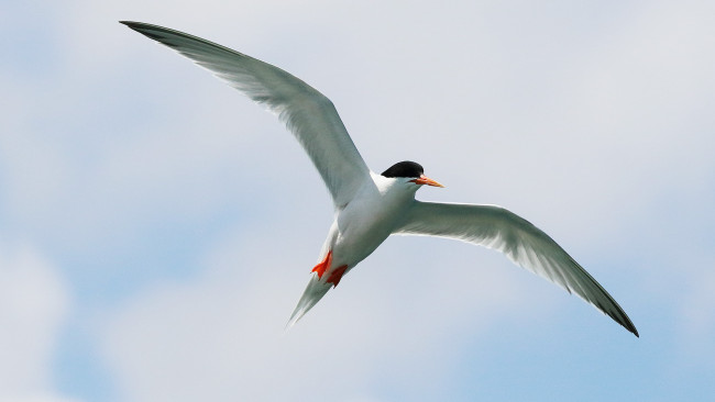 Обои картинки фото животные, Чайки,  бакланы,  крачки, чайка, полет, птица