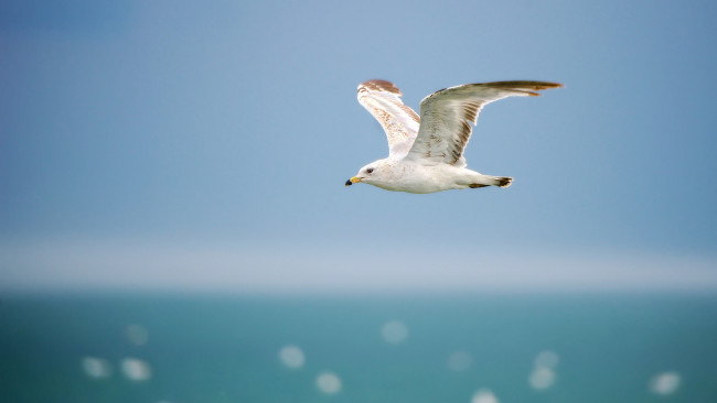 Обои картинки фото животные, Чайки,  бакланы,  крачки, горизонт, море, крылья, небо, полет, Чайка